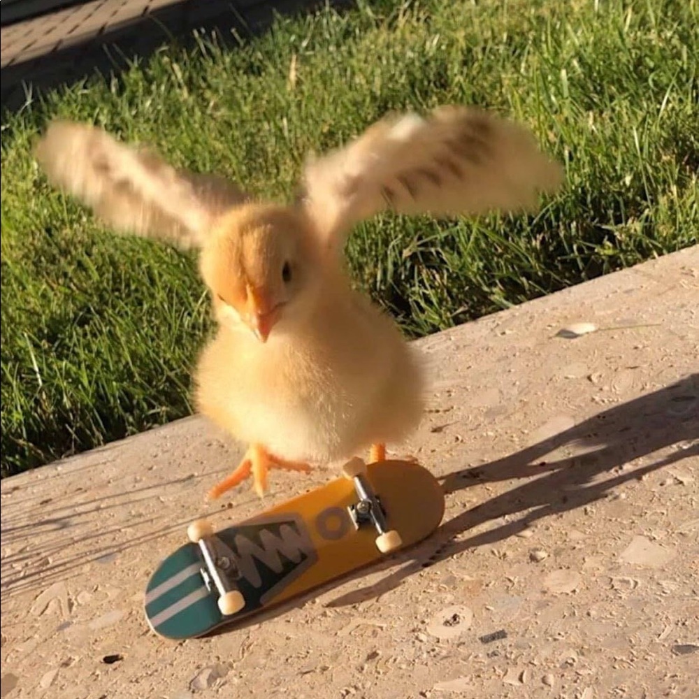 Meet your Posher, Noah